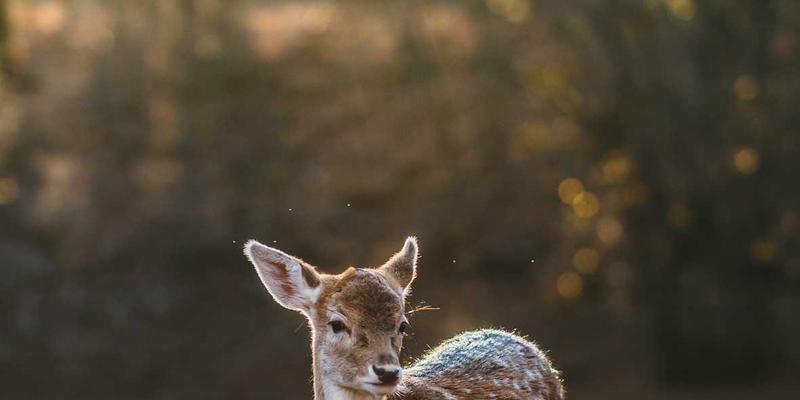 网络切片技术深度解析：5G与未来网络中的关键使能技术与核心应用场景